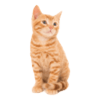 قطة
