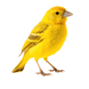 عصفور