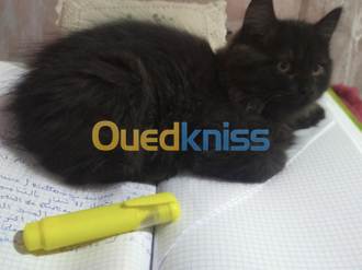 Chat Persan Algiers Onlie Shopping Ouedkniss Com