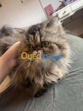 Chat Persan Algiers Vente Achat Ouedkniss Com