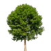 Arbres