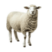 Animaux de ferme