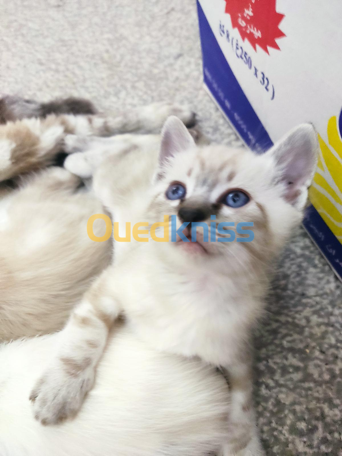 Shirazi Mixte Siamois Relizane Onlie Shopping Ouedkniss Com