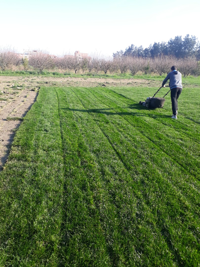 ESPACE VERT ET GAZON NATUREL